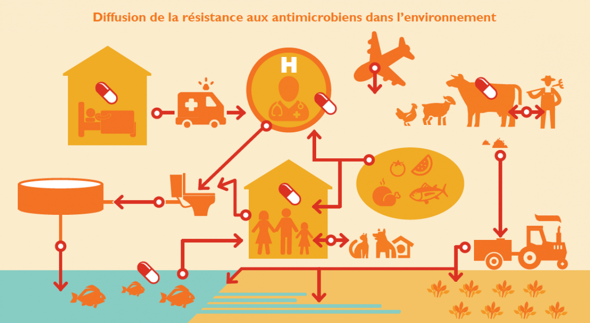 Diffusion de la résistance aux antimicrobiens dans l’environnement (schéma)